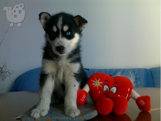 Kαλή τιμή!!!.Πουλάω όμορφα κουτάβια ράτσα SIBERIAN HUSKY - Σιβηριανος Χασκι -220 euro...